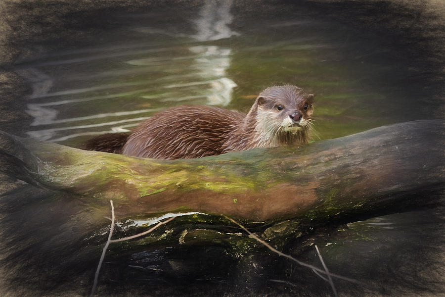 Otter Digital Art by Ian Merton
