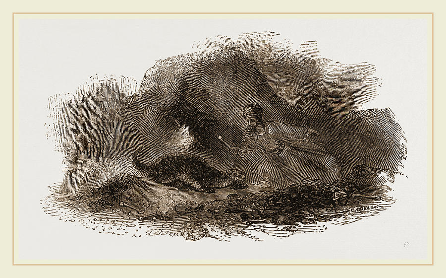 Nature Drawing - Otter In Cave by Litz Collection
