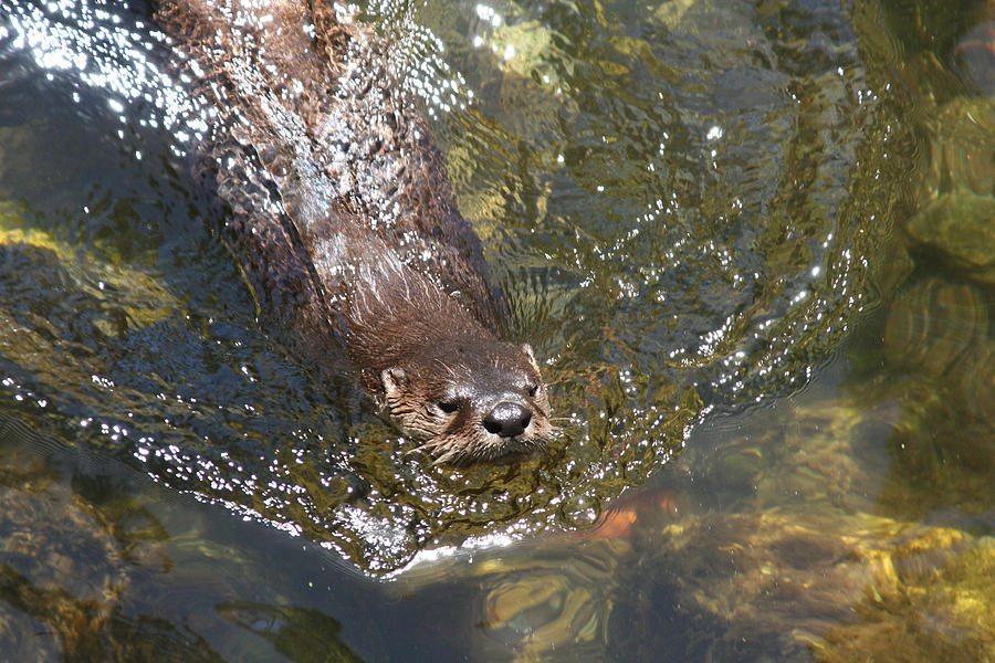 Otter in Clear Water Photograph by Jean Clark