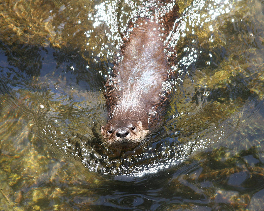 Otter in Florida Photograph by Jean Clark