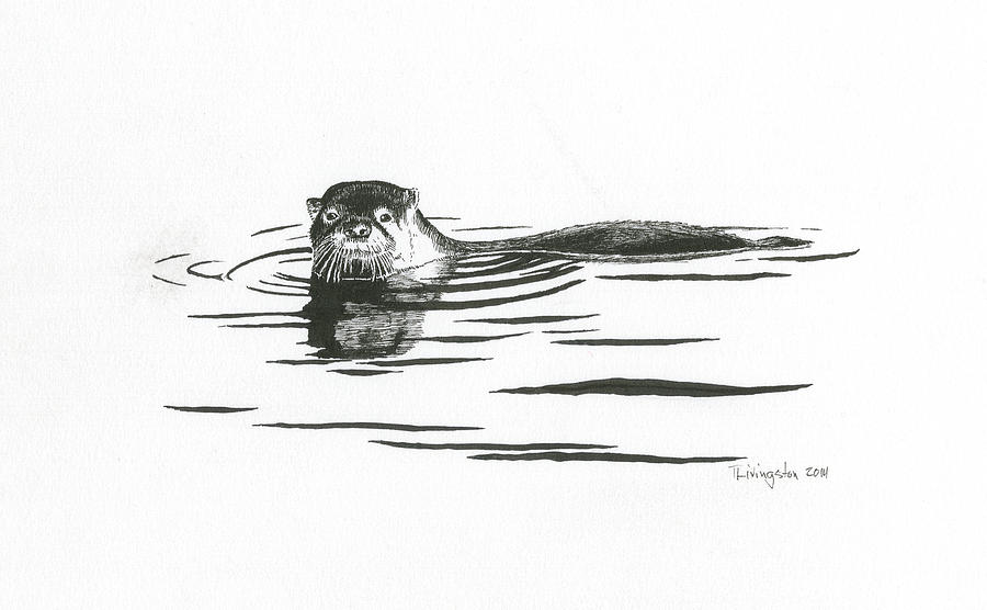 Otter In The Water Drawing by Timothy Livingston