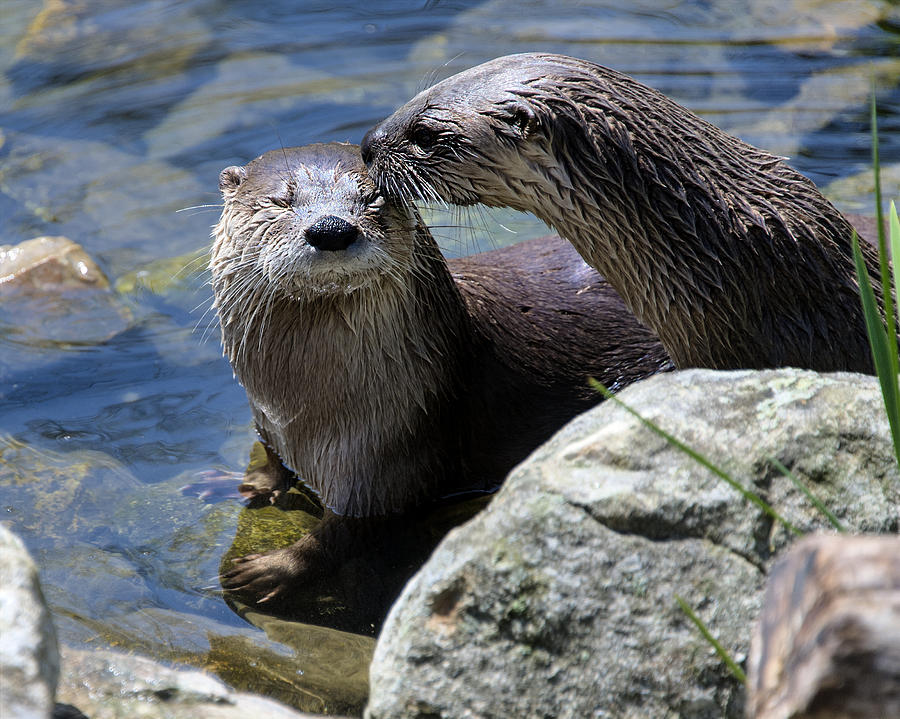 Otter Love Photograph by Roni Chastain