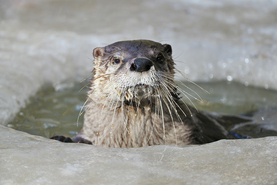 Otter, Lutra Lutra Photograph by Raimund Linke