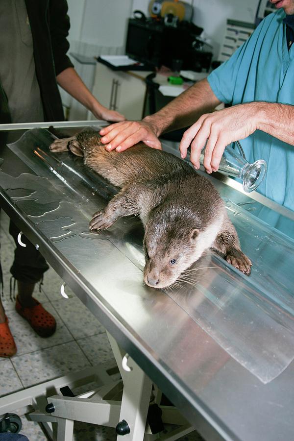 Otter (lutra Lutra) Research Photograph by Photostock-israel
