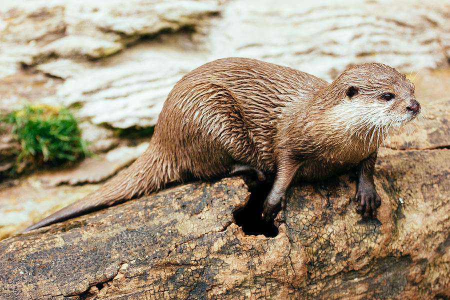 Otter On A Tree Photograph by Pati Photography - Pixels