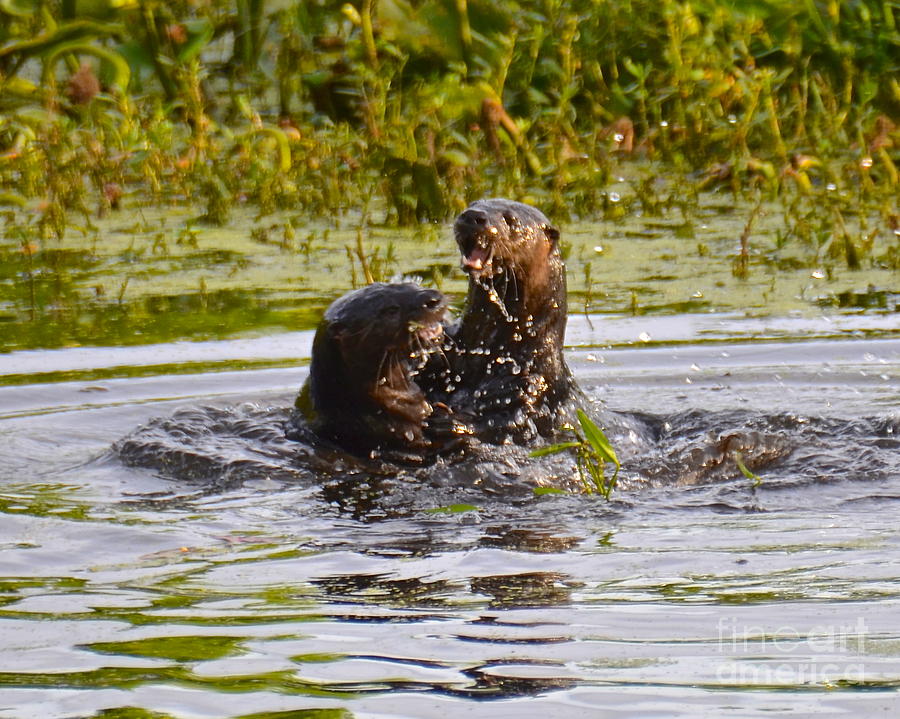 Otter Playtime Photograph by Carol  Bradley
