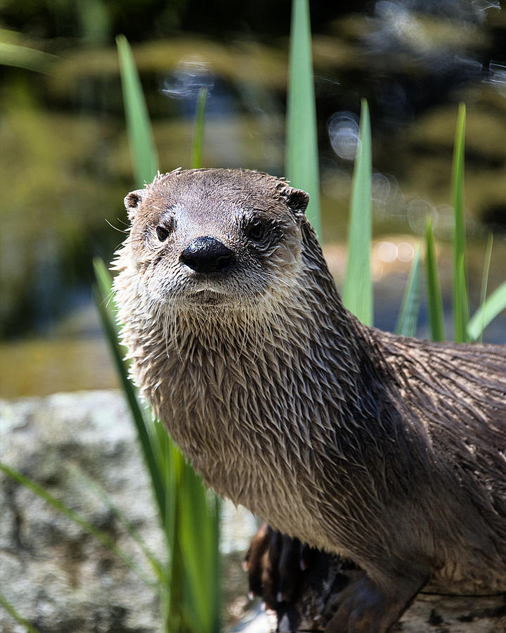 Otter Photograph by Roni Chastain