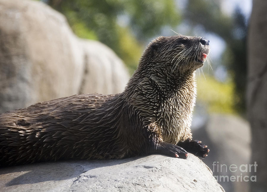 Otter sun bathing Photograph by Michael Ver Sprill