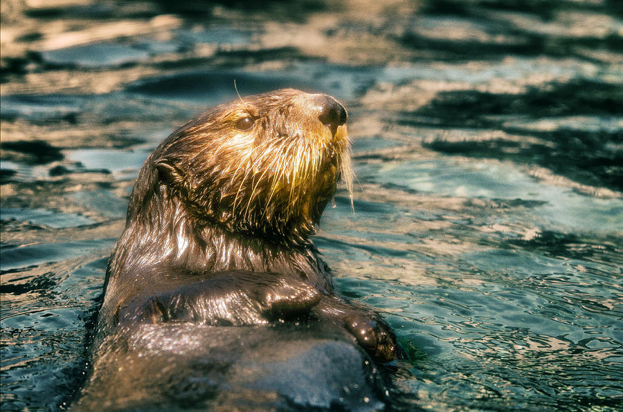 Animal Photograph - Otter Swimming at Monterey California by Lynn Langmade