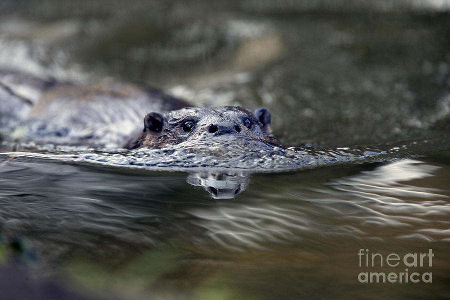 Otter swimming, Norfolk. Photograph by Tony Mills