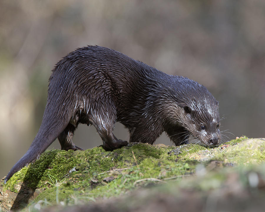 Otter Photograph by Tony Mills