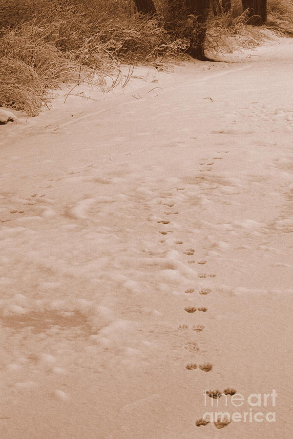 Otter Tracks in Fresh Snow Photograph by Carol Groenen