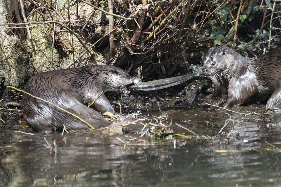 Otter Tug o War Photograph by Bob Kemp - Fine Art America