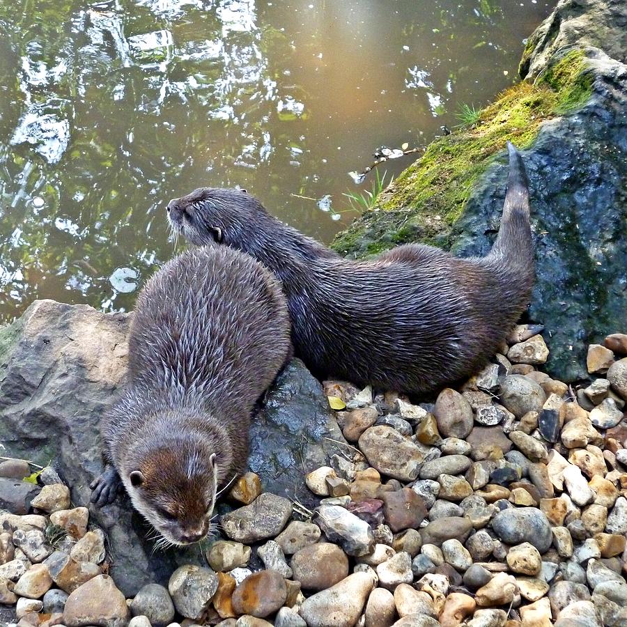 Otter Photograph - Otter twins by Sharon Lisa Clarke