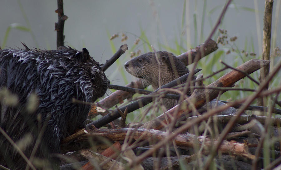 Otter vs Beaver Photograph by Jeremy Oberg | Fine Art America