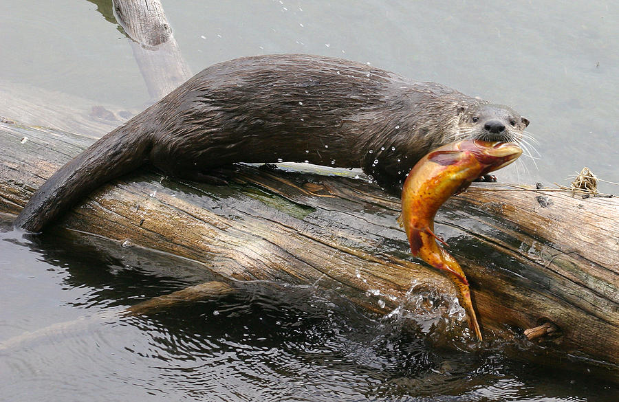 Otter with Trout Photograph by Max Waugh
