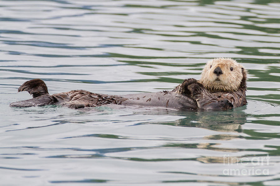 Otterly Adorable Photograph by Chris Scroggins
