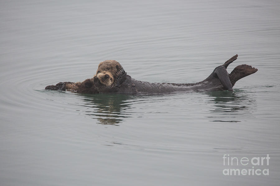 Morro Bay Photograph - Otters -B 2119 by Stephen Parker