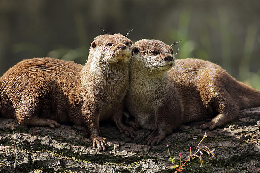 Otters Photograph by Grant Glendinning