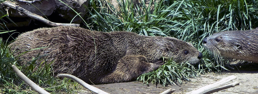 Otters Photograph by Greg Reed