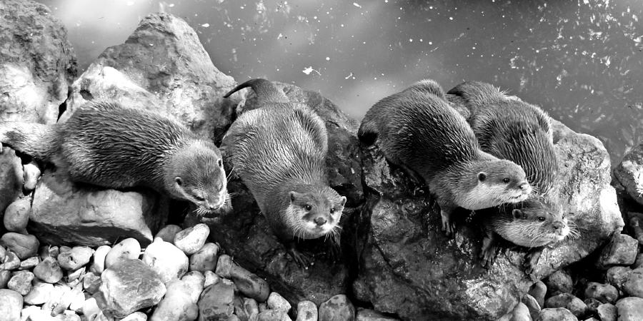Otter Photograph - Otters in mono by Sharon Lisa Clarke