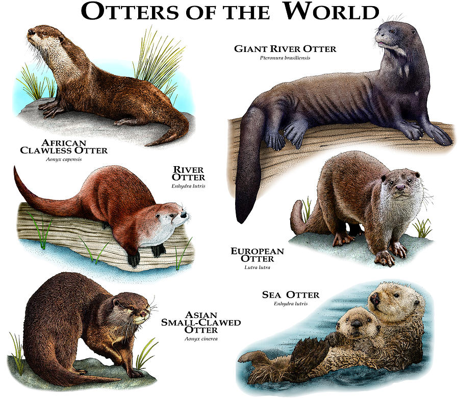 Otters Of The World Photograph by Roger Hall