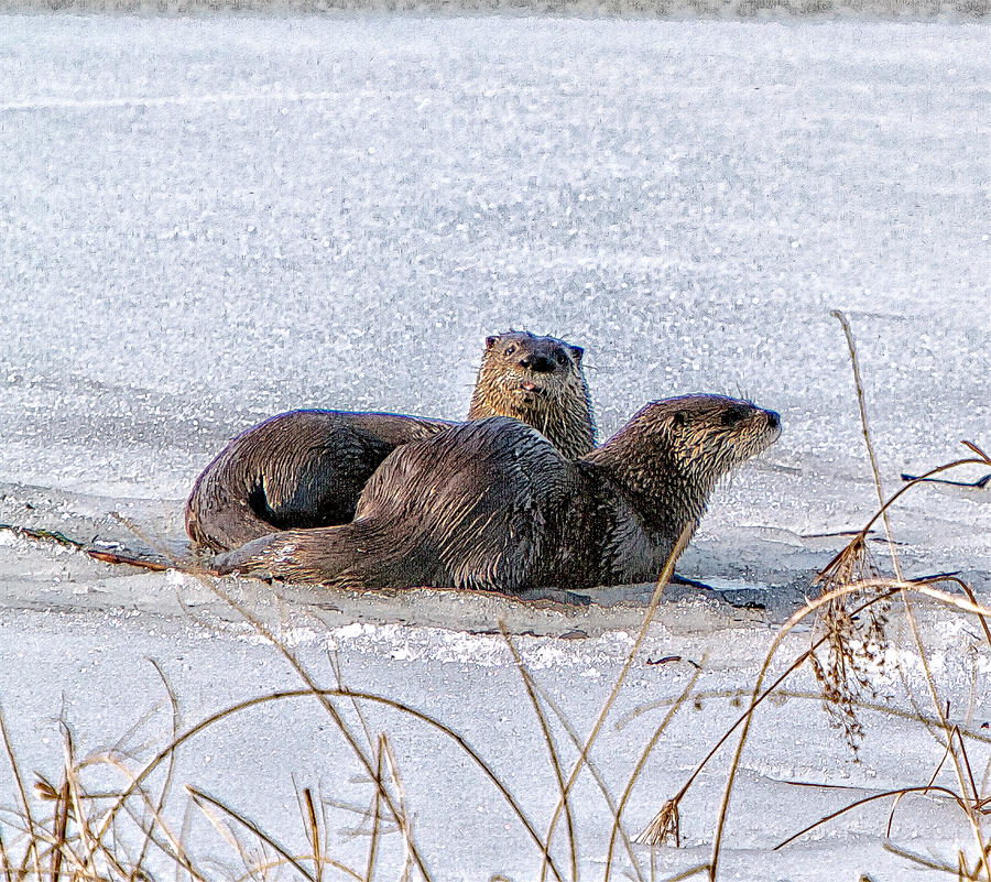 Otters On Ice Photograph by Constantine Gregory
