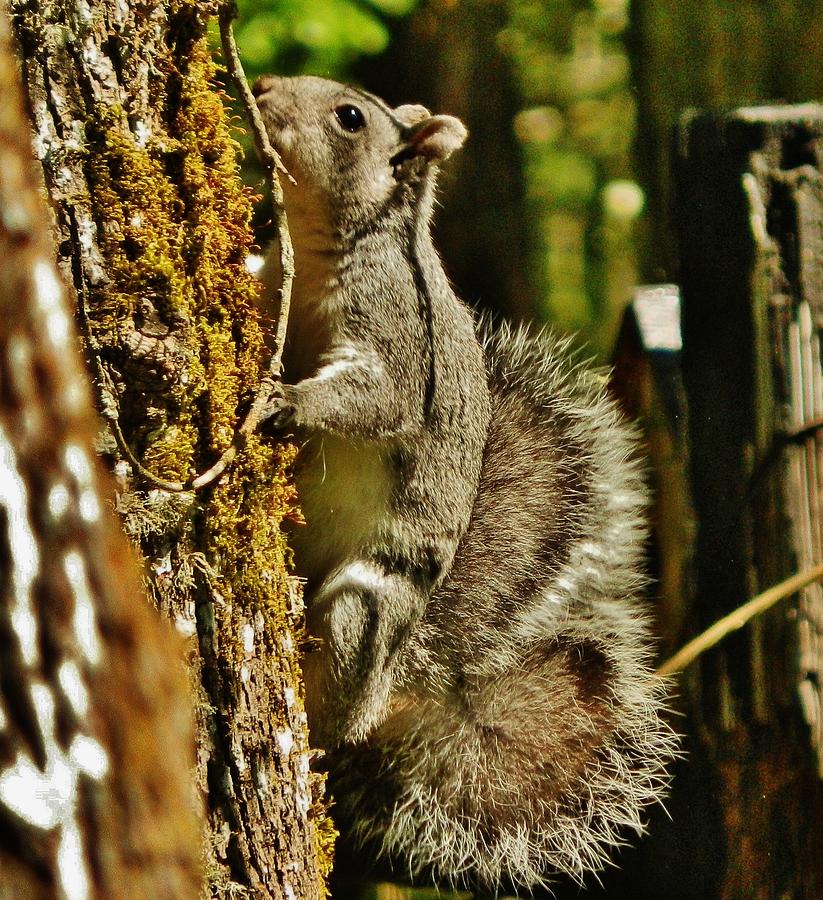 Our Backyard Squirrel Photograph by VLee Watson