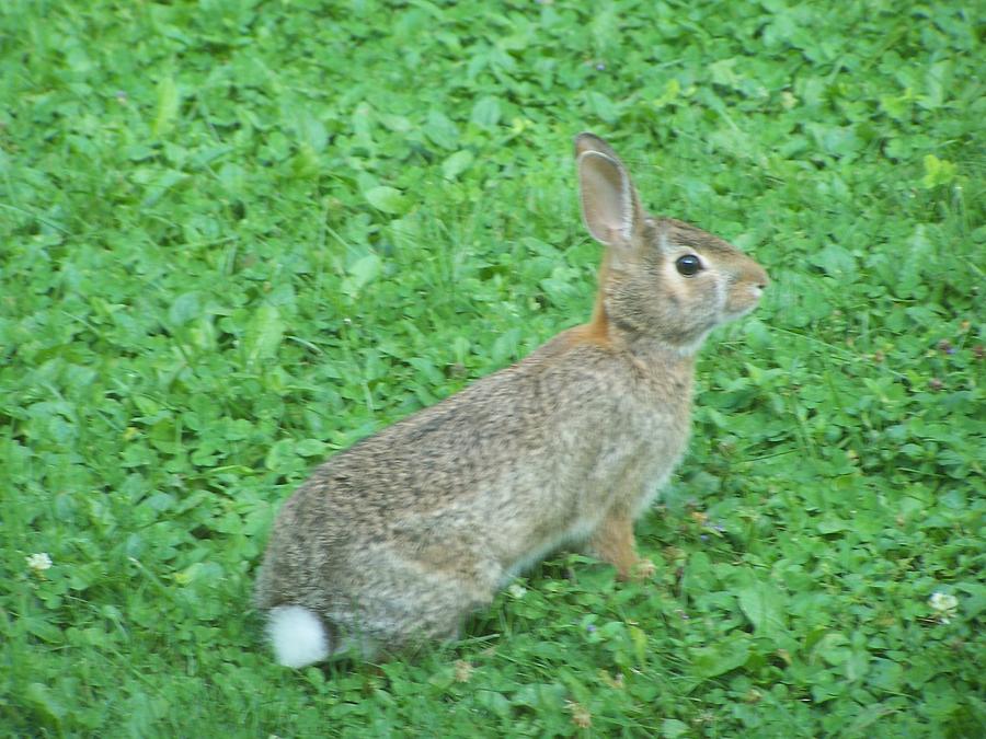 Our Backyard Visitor Photograph by Lila Mattison