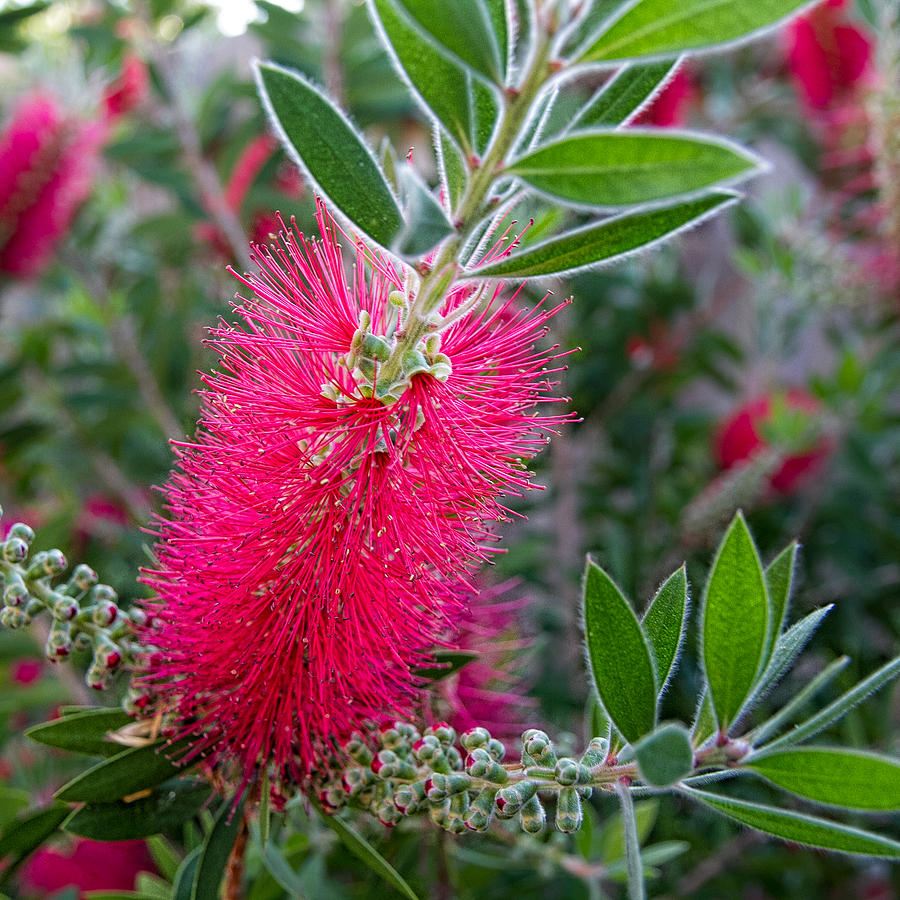 Our Bottlebrush Tree Photograph by Tim Stanley