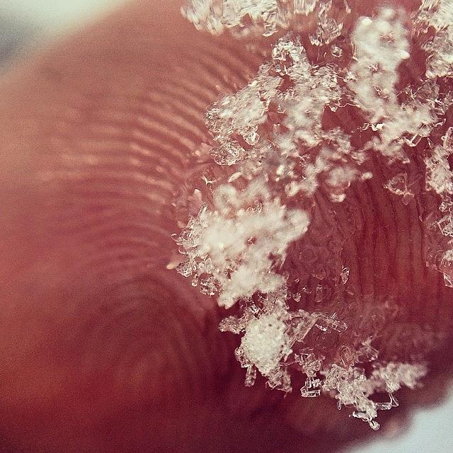 Macro Photograph - Our Fingerprints Are As Unique As by David Holtz