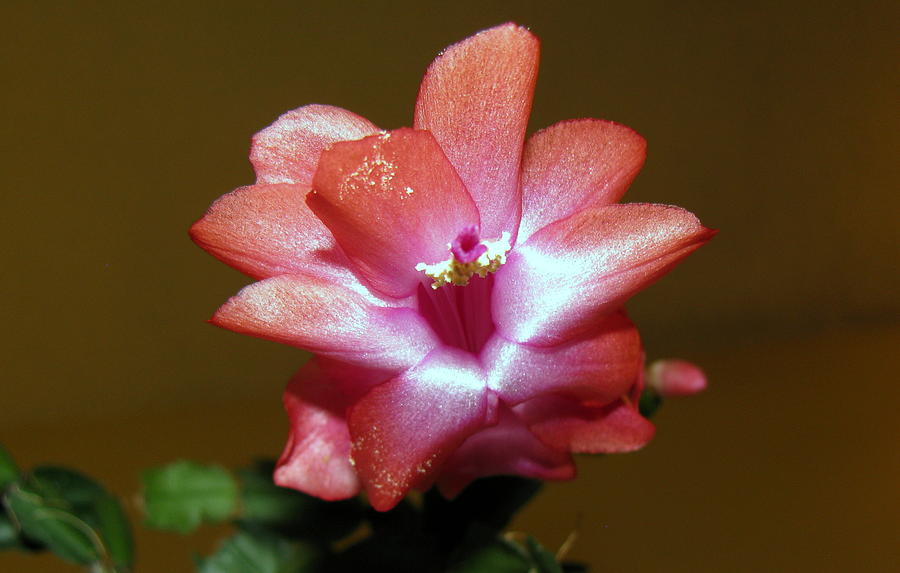 Our First Christmas Cactus Color To Bloom This Year Darrell Maciver 