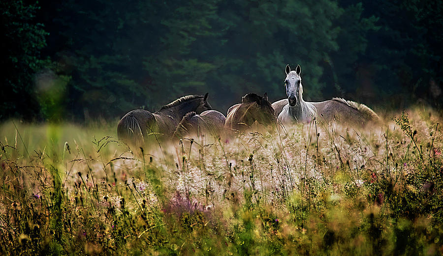 Horse Photograph - Our Garden by Milan Malovrh