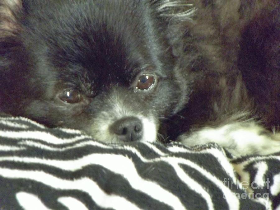 long haired chihuahua mixed with pomeranian