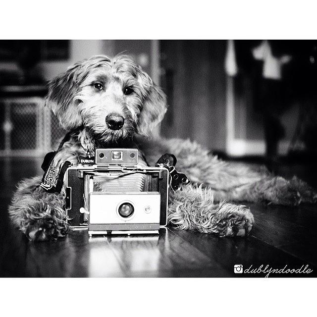 Dog Photograph - Our Little Phodographer by Dublyn Slobodnik