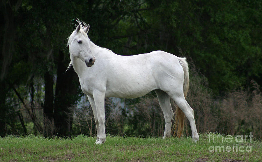 Horse Photograph - Our mare Silverbell by Lynn Jackson