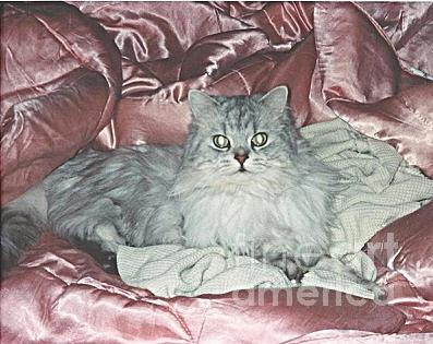 Cat Photograph - Our Mr. Frasier by Carol Wisniewski