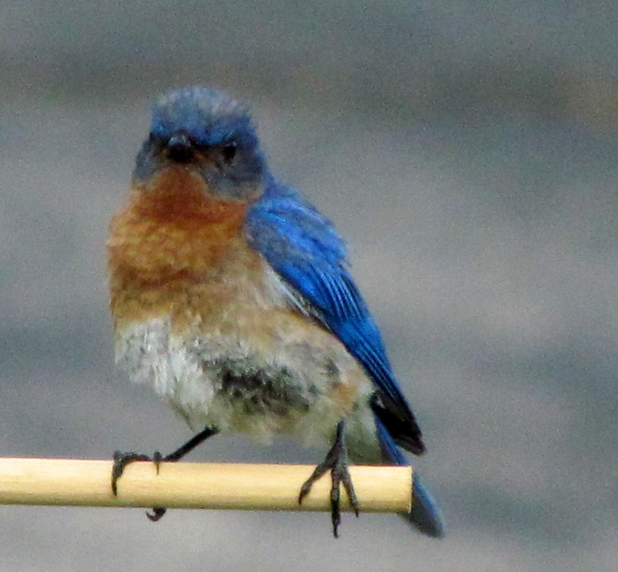 Our Own Mad Bluebird Photograph by Betty Pieper