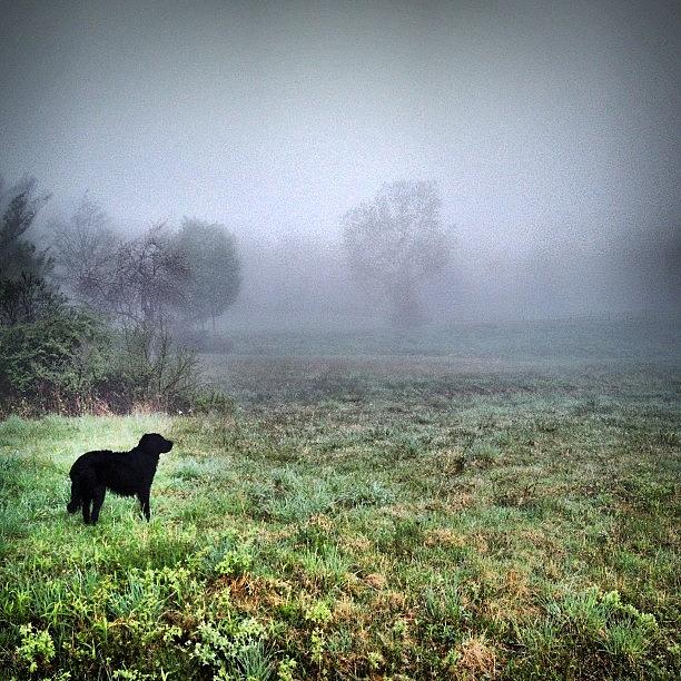Nature Photograph - Our Pup Enjoying A Foggy Morning Walk by James Whaley Cart