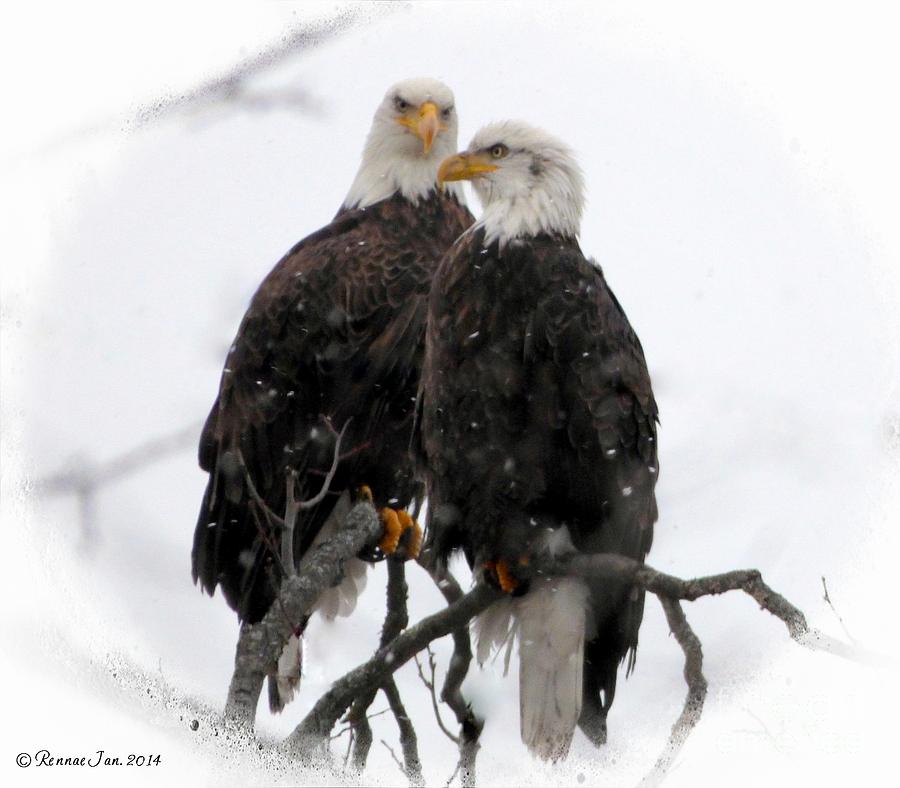 Bald Eagles Photograph - Our Time by Rennae Christman