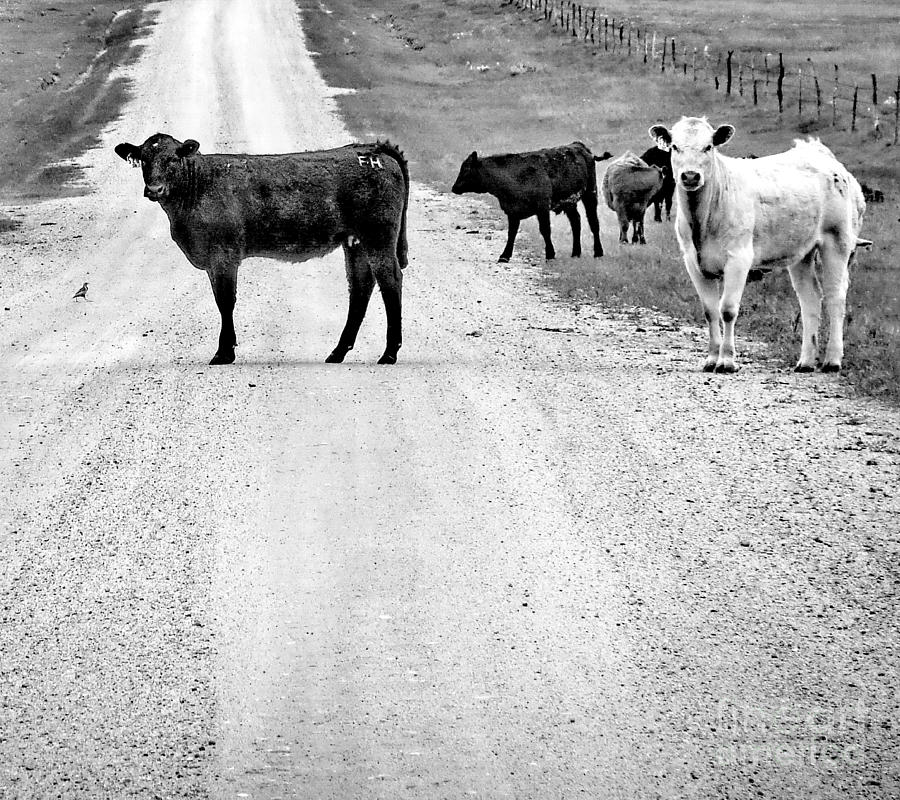 Our Way or the Highway BW Digital Art by Tim Richards