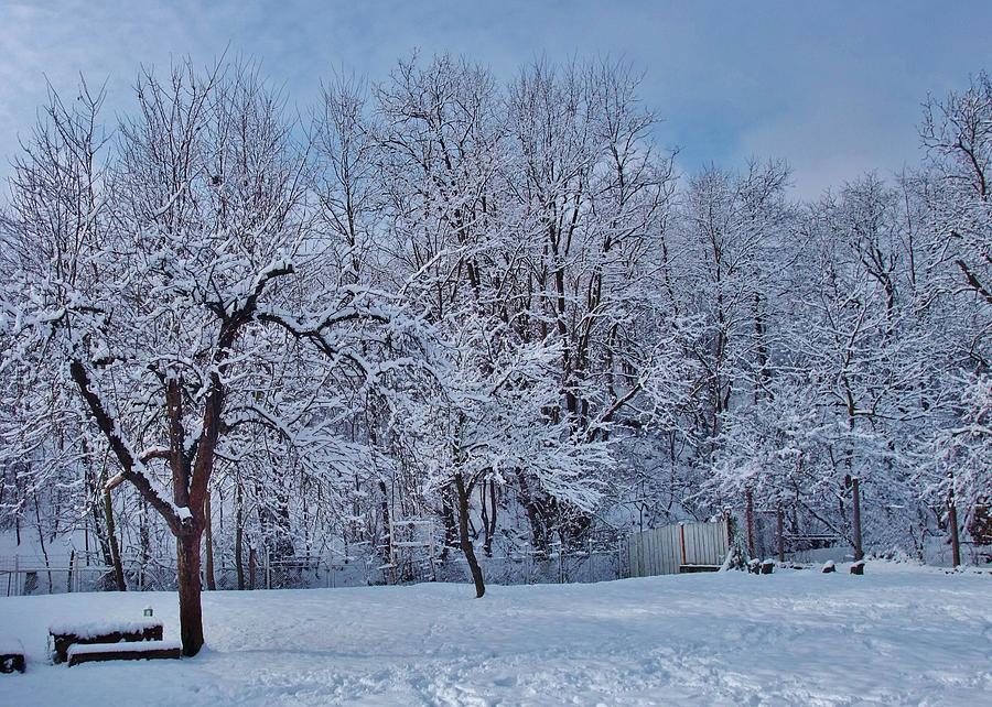 Winter Photograph - Our Winter Wonderland by Alison Richardson-Douglas