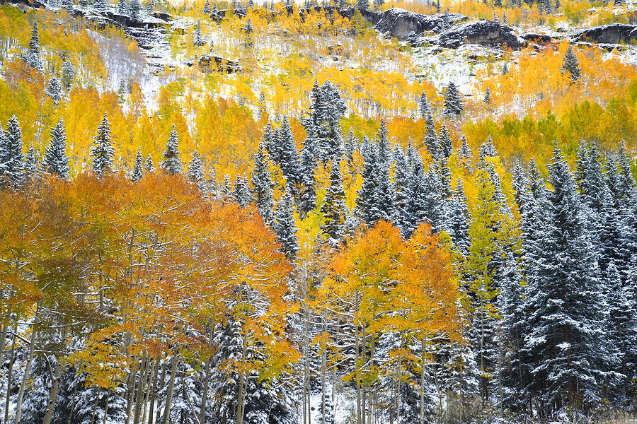 Ouray Fall Color Photograph by Ray Mathis
