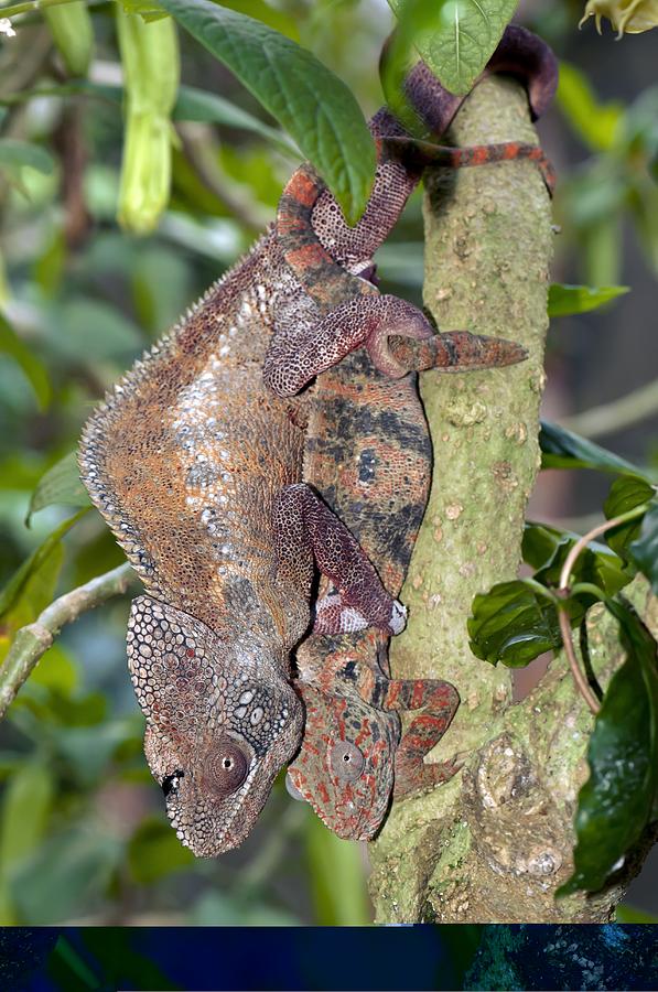 Nature Photograph - Oustalets chameleons mating by Science Photo Library
