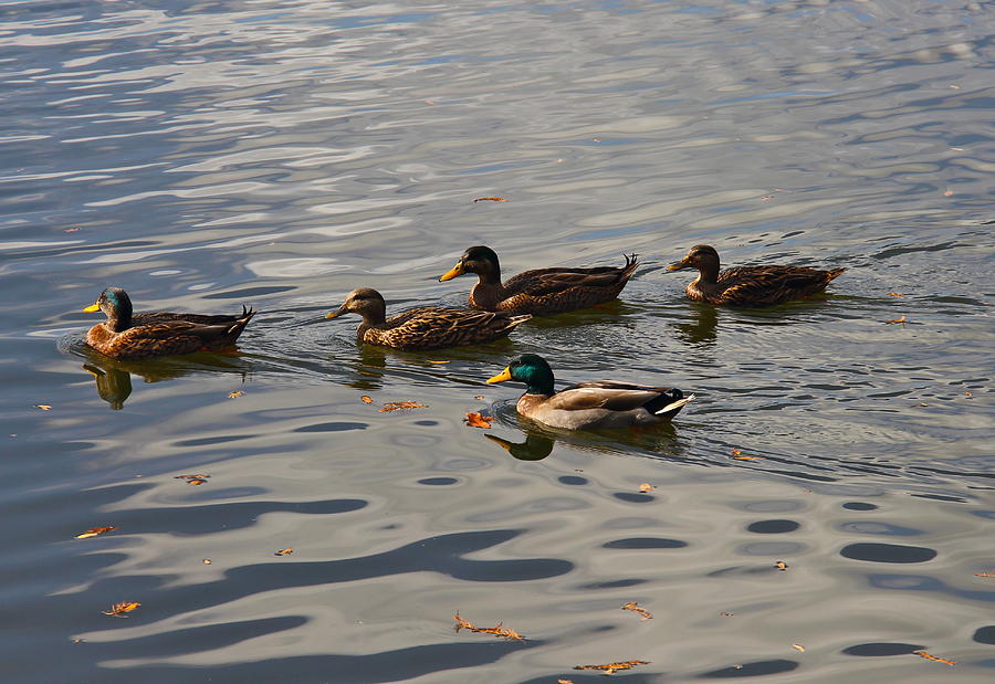 Out For A Swim Photograph by Denise Mazzocco - Fine Art America