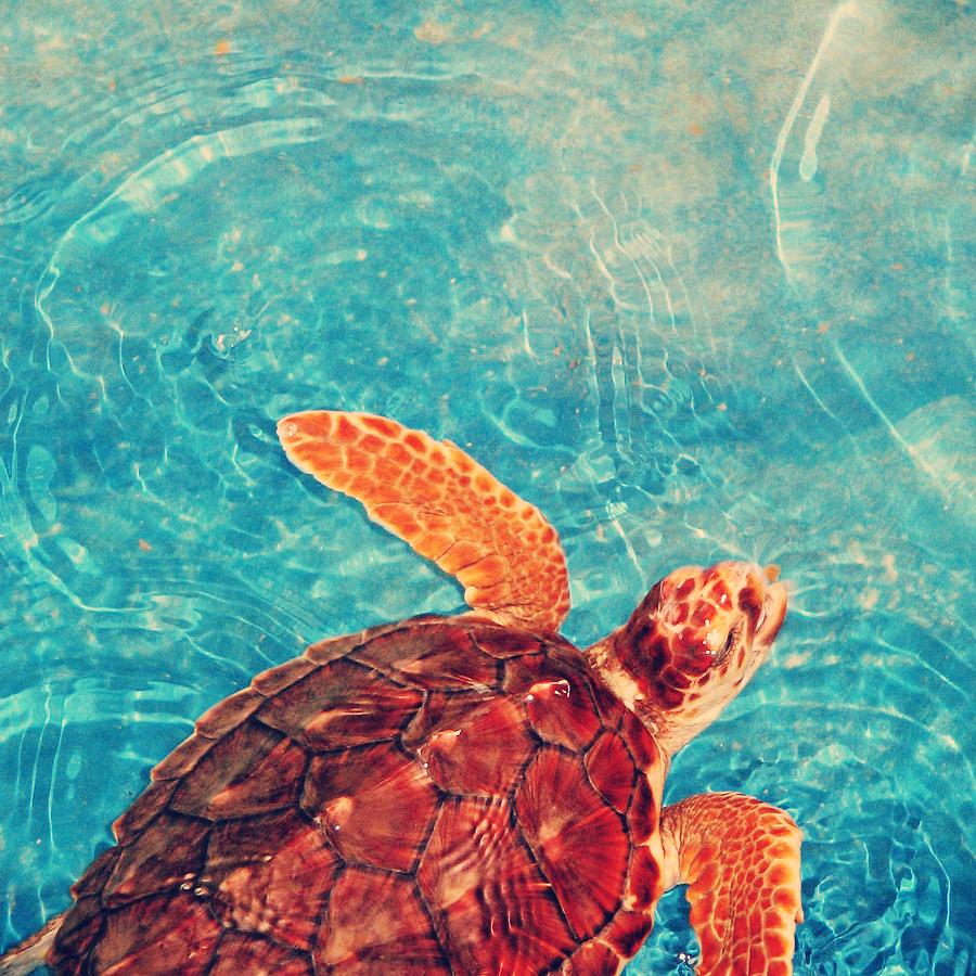 Turtle Photograph - Out For A Swim by Loud Waterfall Photography Chelsea Sullens