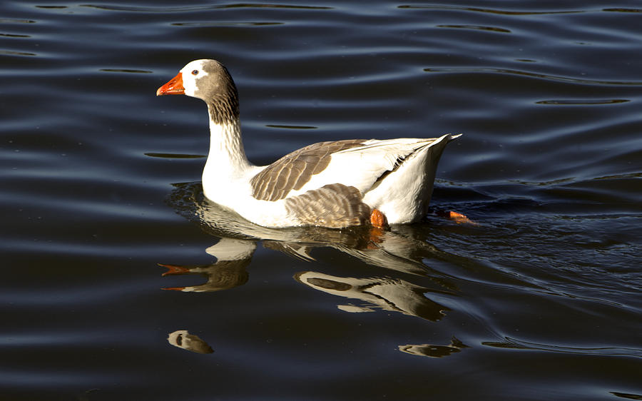 A Goose Out for a Swim Photograph by Venetia Featherstone-Witty