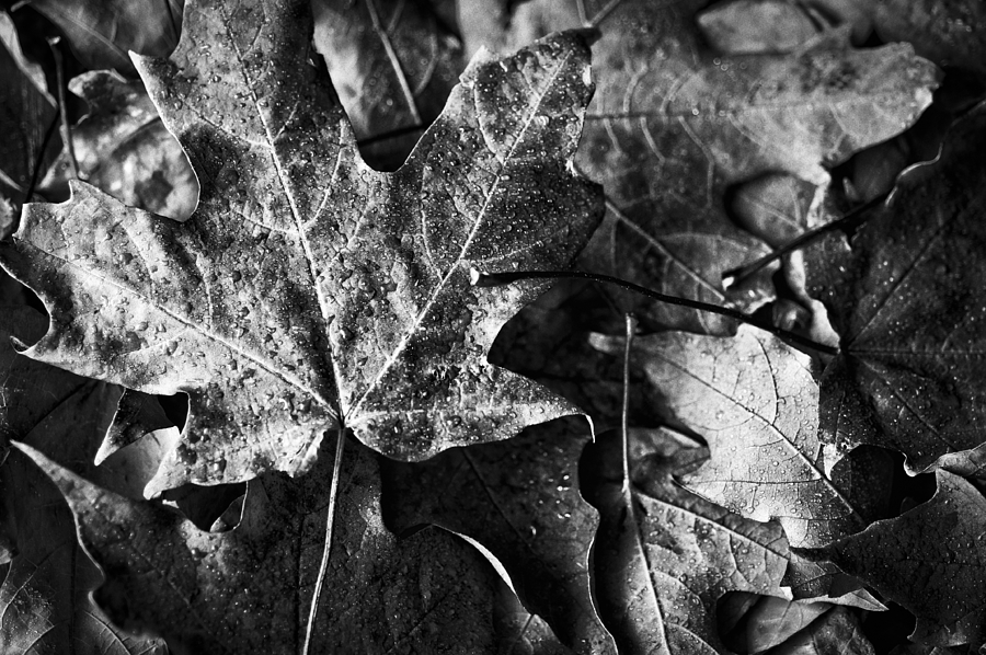 Black And White Photograph - Out in the Cold by Christi Kraft