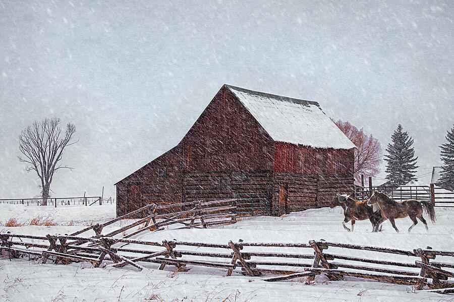 Barn Photograph - Out in the Snow by Priscilla Burgers