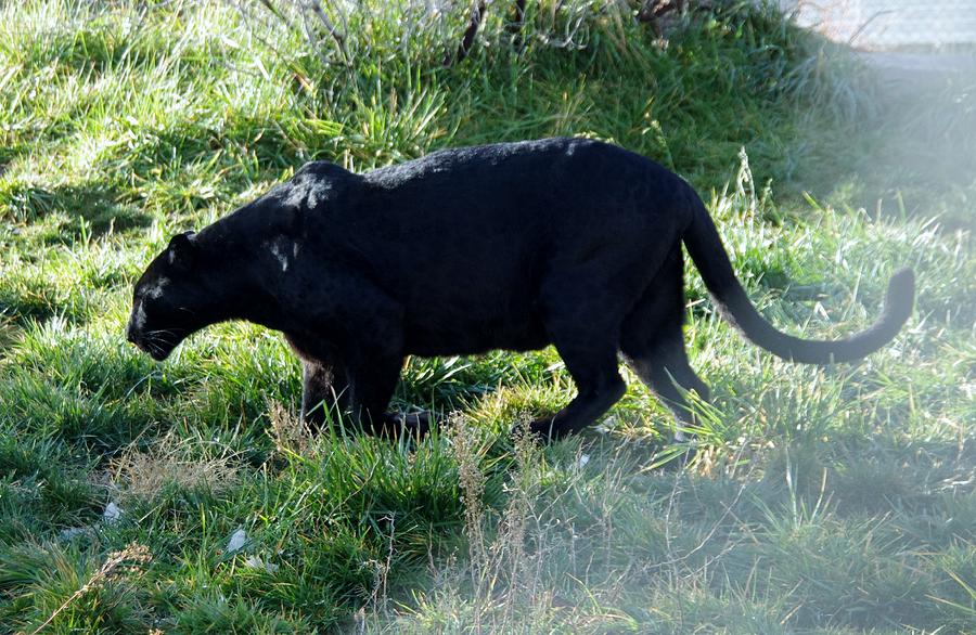 Out of Africa  Black Panther Photograph by Phyllis Spoor